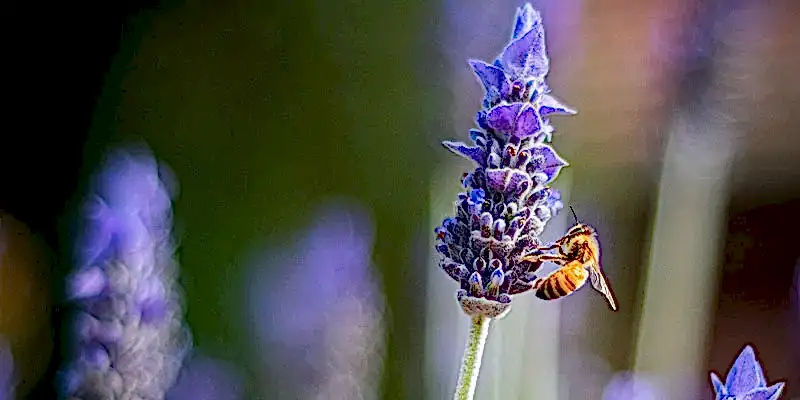 Bee-Friendly Gardens: Flowers that Attract Bees to your Garden