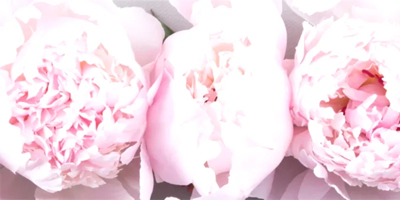 The History Of The Peony Flower