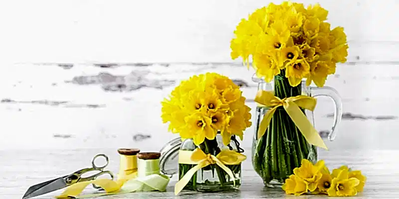 8 Facts You Need to Know About Daffodils