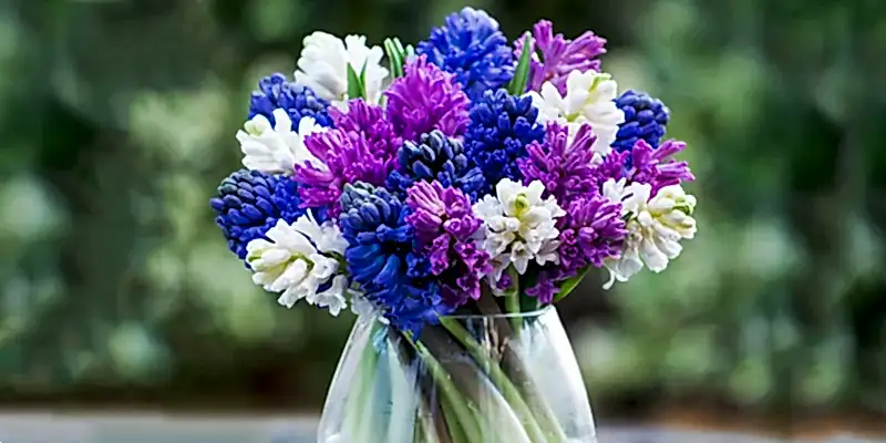 How to Care for Hyacinths