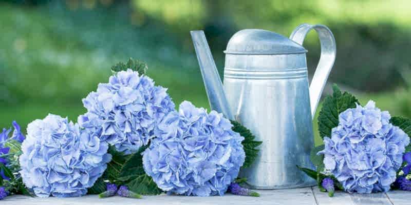 6 Facts You Didn't Know About Hydrangeas