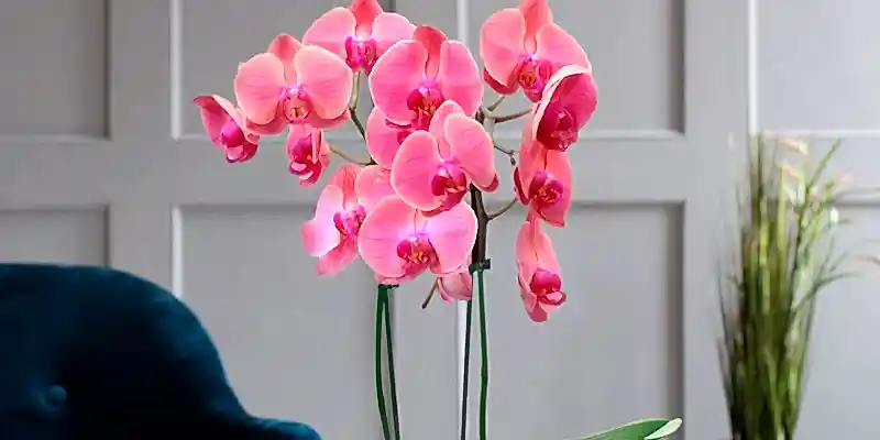How To Repot An Orchid Plant