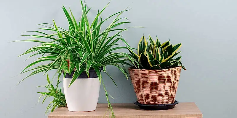 Top 7 Unkillable House Plants