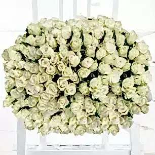 200 White Roses