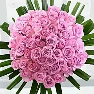 50 Lavender Roses