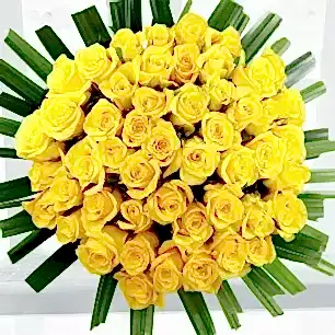 50 Sunshine Roses