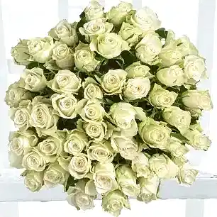 50 White Roses