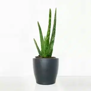 Aloe Vera in a Pot