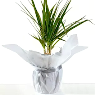 Gift Wrapped Dracaena Marginata