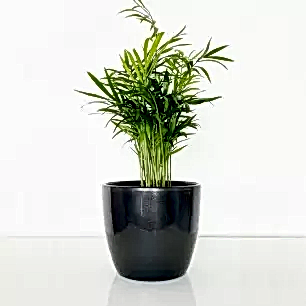 Parlour Palm in a Pot