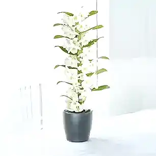 White Scented Dendrobium Orchid In Pot