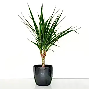 Dracaena Marginata in a Pot