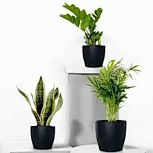 Easy Care Plant Trio with Pots