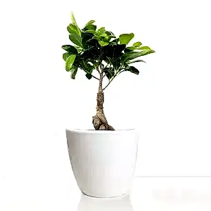 Ficus Ginseng Bonsai in a Pot