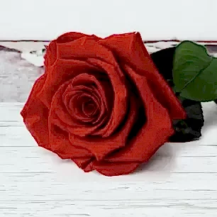 Preserved Rose (Lasts Up To a Year)