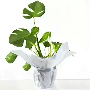 Gift Wrapped Monstera 