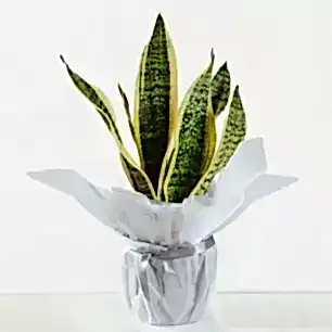 Gift Wrapped Snake Plant