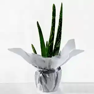 Gift Wrapped Aloe Vera Plant