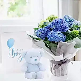 Gift Wrapped Blue Hydrangea Plant, Blue Bunny & Baby Boy Card