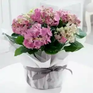 Gift Wrapped Pink Hydrangea Plant