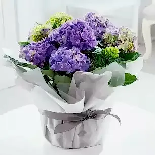Gift Wrapped Blue Hydrangea Plant