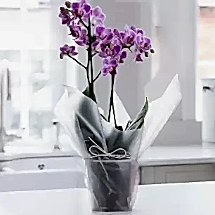 Gift Wrapped Mini Pink Orchid (20-25cm)