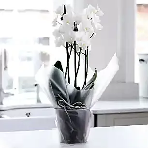 Gift Wrapped Mini White Orchid (20-25cm)