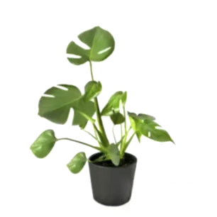 Monstera in a Pot