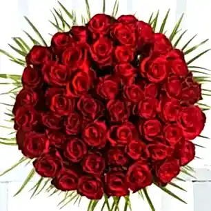50 Luxury Red Roses