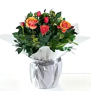Gift Wrapped Orange Rose Plant