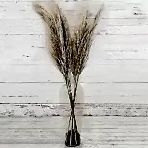 Pampas Vase Gift Set