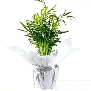 Gift Wrapped Parlour Palm