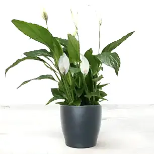 Peace lily Plant in A Pot 45cm