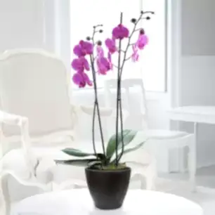 Double Stem Pink Orchid In Pot