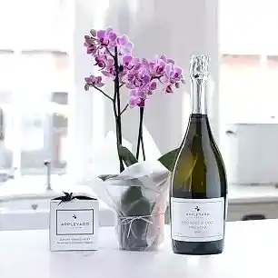 Mini Pink Orchid (20-25cm), Prosecco & 6 Mixed Truffles