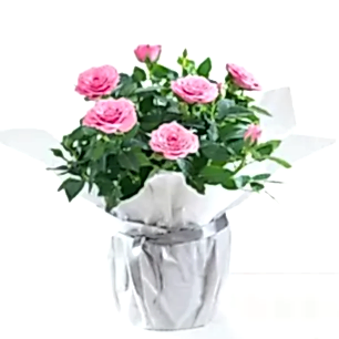 Gift Wrapped Pink Rose Plant