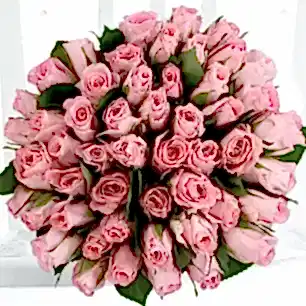 50 Pink Roses