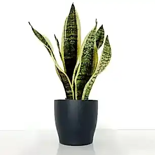 Snake Plant in A Pot
