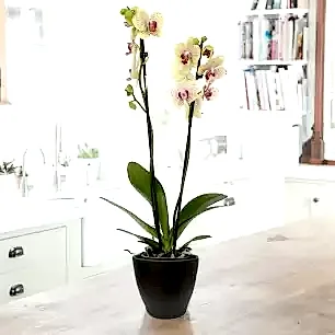 The Florida Sunset Orchid in a Pot