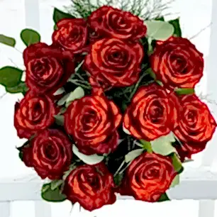 12-24 Large Headed Red Roses