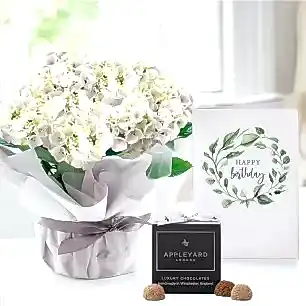 Gift Wrapped White Hydrangea Plant, 12 Truffles & Birthday Card