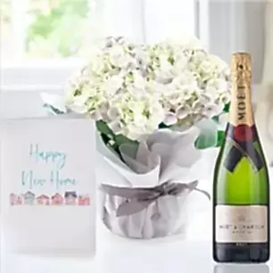 Gift Wrapped White Hydrangea Plant, Moët & Chandon & New Home Card