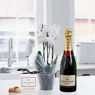 Mini White Orchid (20-25cm), Moët & Chandon & 6 Mixed Truffles