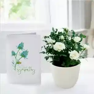White Rose Plant in Pot & Sympathy Card