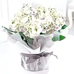 Gift Wrapped White Hydrangea Plant