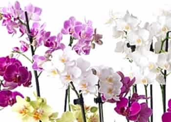 Orchid Subscription