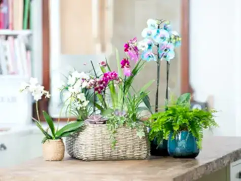 Plant Shop