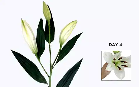 Flowers In Bud