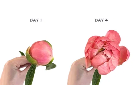 Peony In Bloom