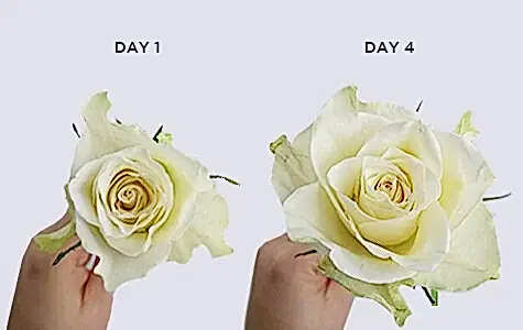 Roses Look Smaller